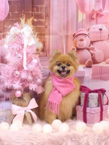 20241223ルルちゃん